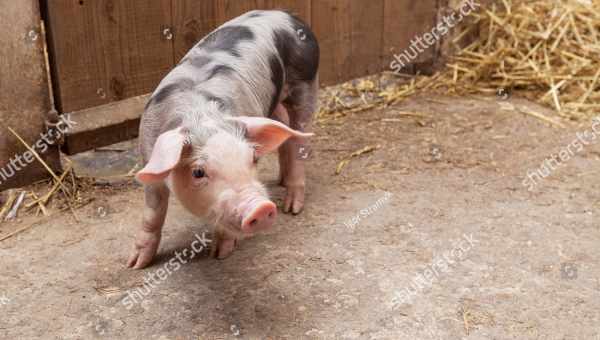 Свиньи пьетрен: описание породы, особенности выращивания и кормления