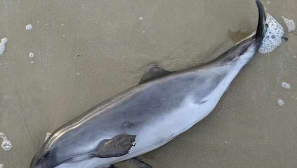 На берег Одессы выбросило африканского дельфина