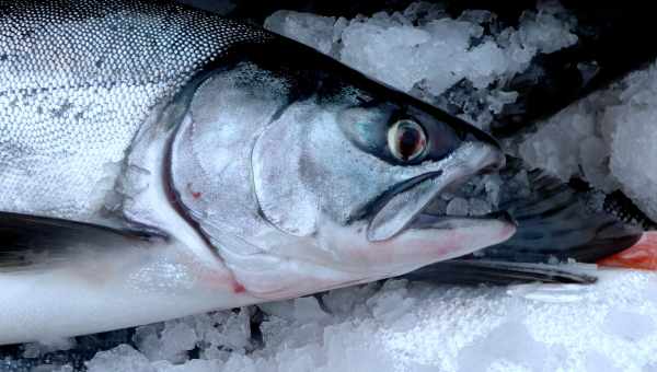 Генетически модифицированный лосось признан безвредным