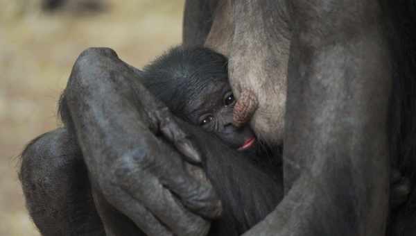 Самки бонобо выступили в роли акушерок