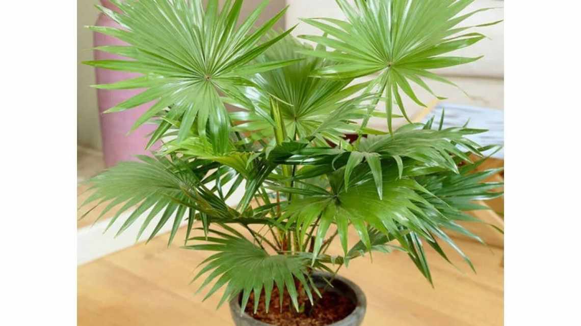 Пальмовые комнатные растения