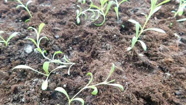 Как вырастить турецкую гвоздику из семян