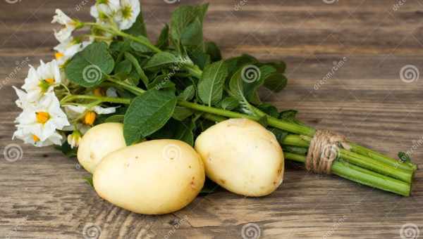 Цветки картофеля лечебные свойства