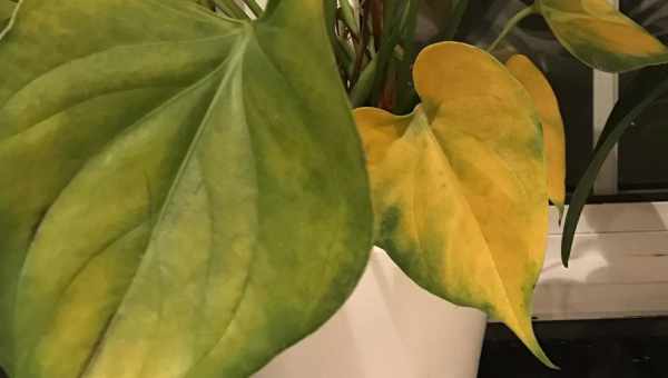 Почему желтеют и опадают листья у фикуса