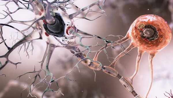 Нервные клетки не восстанавливаются или зачем мозг блокирует нейроны